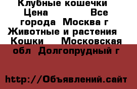 Клубные кошечки › Цена ­ 10 000 - Все города, Москва г. Животные и растения » Кошки   . Московская обл.,Долгопрудный г.